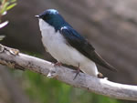 Tree Swallow