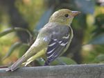 Western Tanager (female)