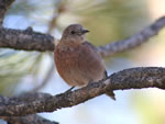 Western Bluebird 