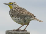 Western Meadowlark 