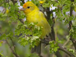 Western Tanager (male)