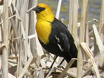 Yellow-headed Blackbird (male)