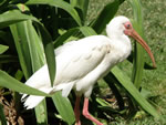 White Ibis