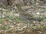 Golden Plover