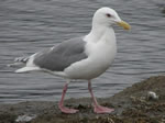 Glaucous-winged Gull