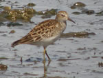 Pectoral Sandpiper