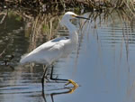 Snowy Egret