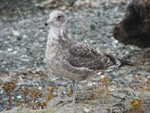 Mew Gull (juvenile) 