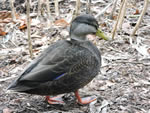 American BLack Duck