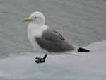 Heermann's Gull (paler shade)