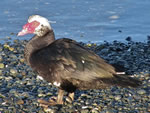 Muscovy Duck 