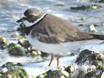 Semipalmated Plover