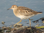 Sharp-tailed Sandpiper