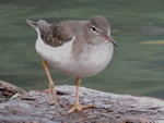 Spotted Sandpiper