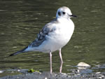 Bonaparte's Gull