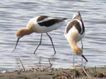 American Avocet 