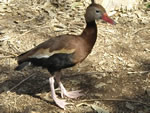 Black-bellied Whistling Duck 