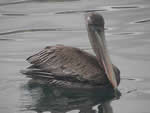 Brown Pelican