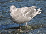 Glaucous-winged Gull