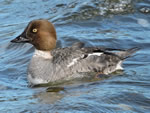 Common Goldeneye (female)