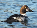 Common Goldeneye (female)