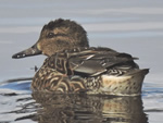 Green-winged Teal (female)