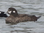 Harlequin Duck (female)