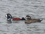 Harlequin Ducks