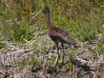 White-faced Ibis 