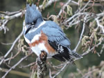 Belted Fingfisher (female)