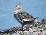 Red-breasted Cormorant (juvenile male)