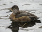 Ring-necked Duck (female) 