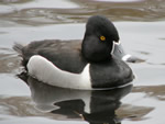 Ring-necked Duck (male)