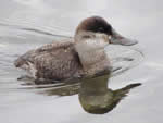 Ruddy Duck