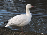 Snow Goose