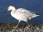 Snow Goose