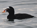 Surf Scoter (male) 