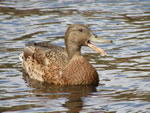 Hawaiian Duck