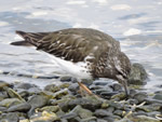 Black Turnstone