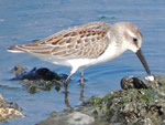 Western Sandpiper