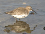 Dunlin