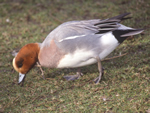 Eurasian Wigeon (male)