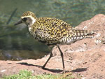 Pacific Golden Plover