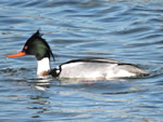 Red-breasted Merganser (male) 