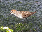 Western Sandpiper