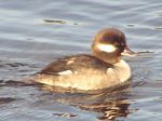 Bufflehead (female)