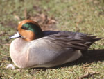 Green-winged Teal 