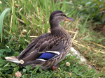 Mallard (female)