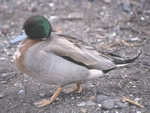 Pintail-Mallard cross 