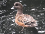 Eurasian Wigeon (female)